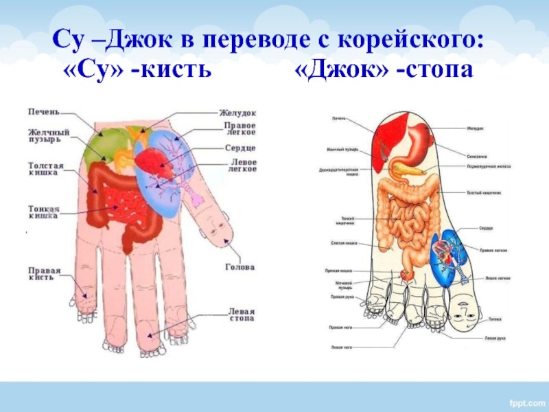 Схема су джок на ладони